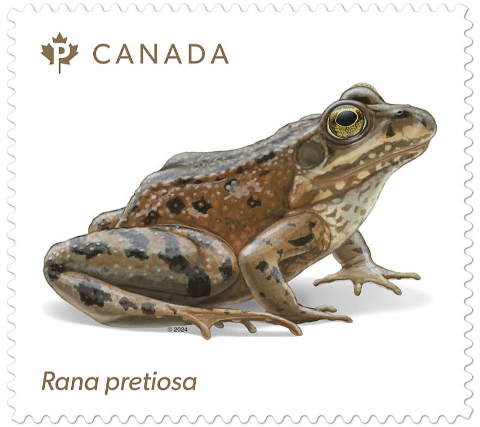 Oregon spotted frog new Canada stamp 2024