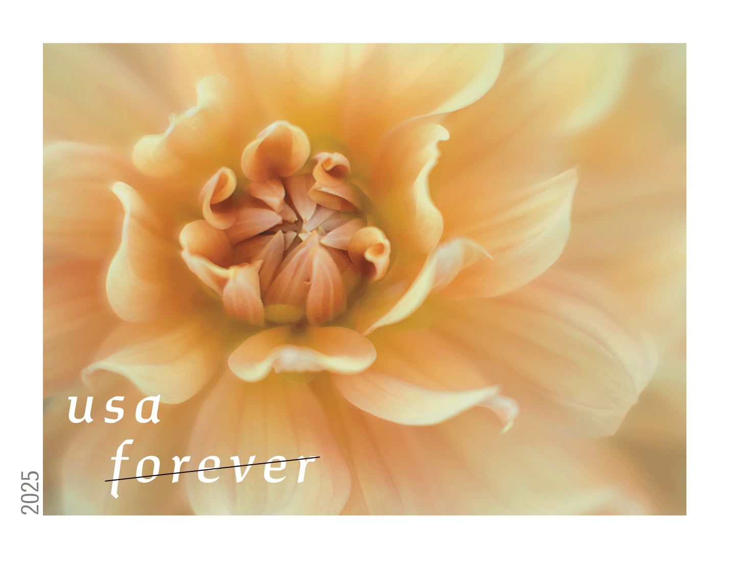 Dahlias stamp series 2025 USA