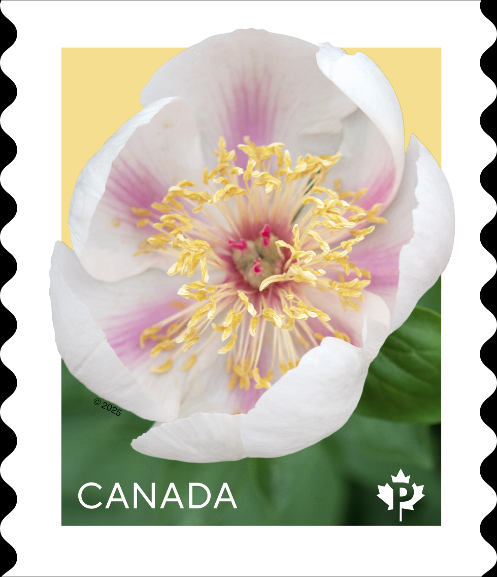 Canada, Peonies stamp series 2025
