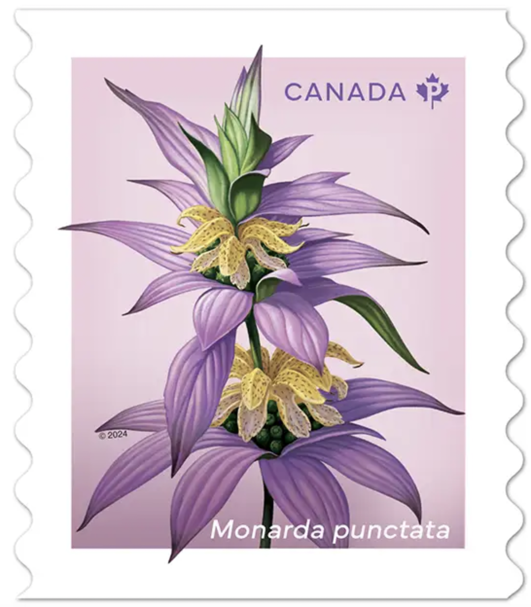 Spring Flowers – Wildflowers stamps Canada new stamps 2024