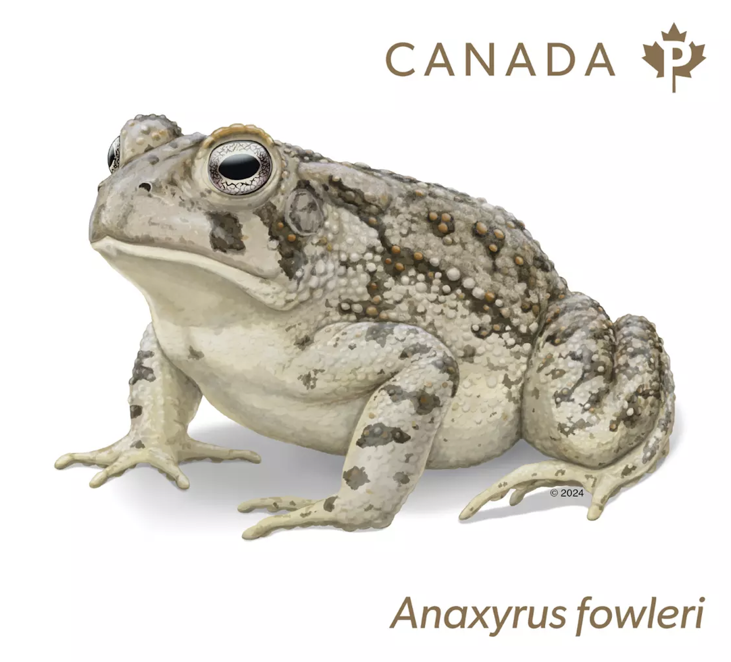 Fowler's toad Canada new stamp 2024