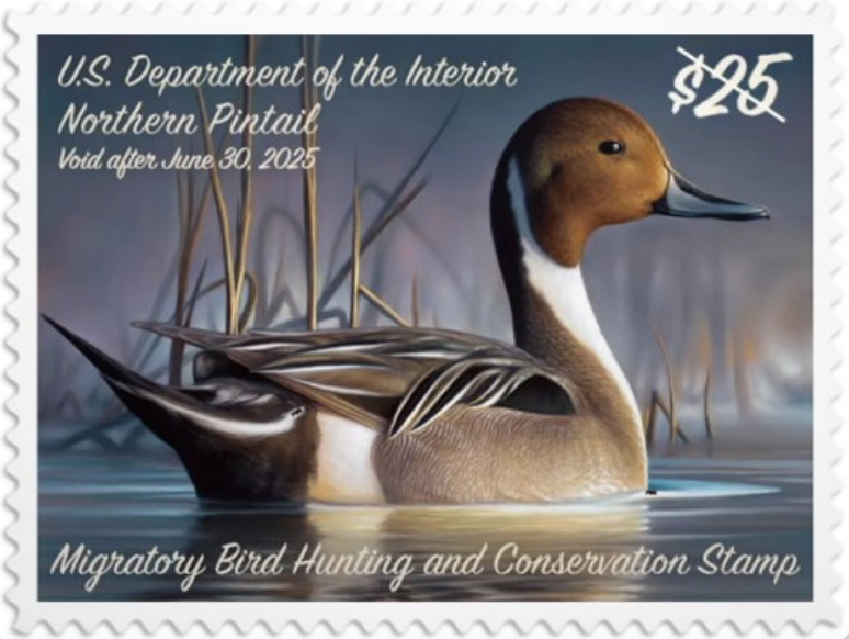 Northern Pintail Duck stamp, 2024, USA, USPS new stamps