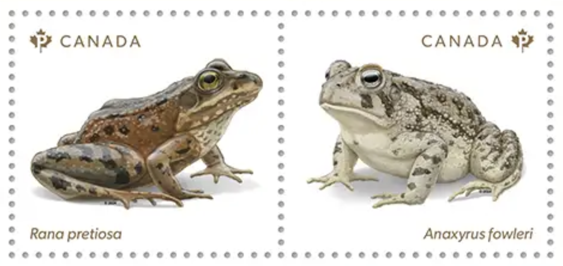 Fowler's toad Oregon spotted frog Canada new stamps 2024