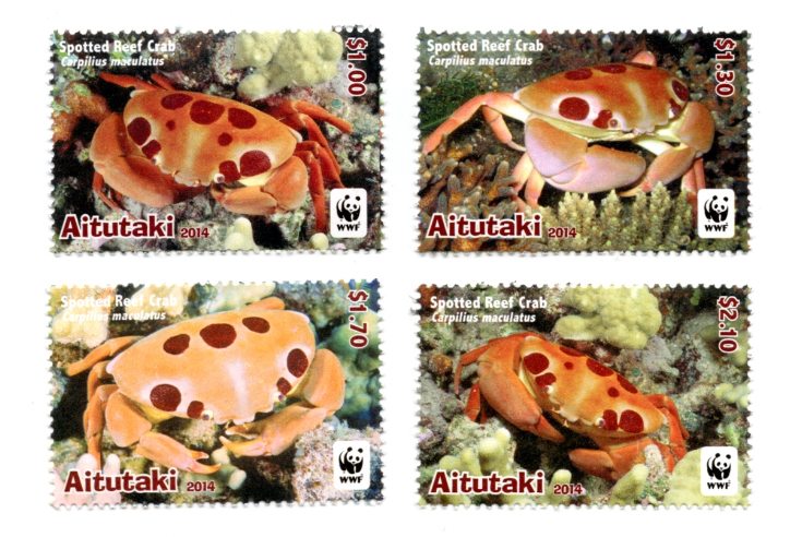 Spotted Reef Crab – the endangered species of Oceania