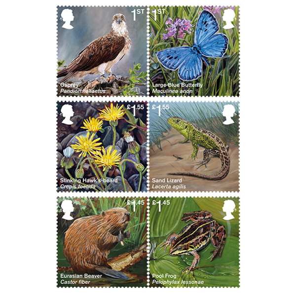 Celebrating the reintroduction of endangered animals in the UK. Six bright stamps released by Royal Mail