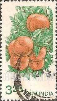 FindYourStampsValue: Republic of India: Oranges - भारत गणराज्य: संतरे