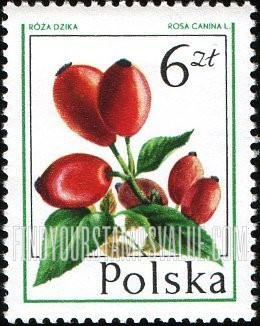 FindYourStampsValue: Forest Fruits: Dog rose
