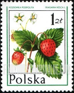 FindYourStampsValue: Forest Fruits: Wild strawberry