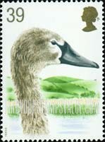 FindYourStampsValue: Great Britain (United Kingdom): Mute Swans - Head of Young Swan