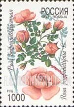 FindYourStampsValue: Russia: Russian Federation, Flowers - Rosa Pimpinellifolia