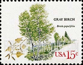 FindYourStampsValue: AMERICAN TREES - Gray birch
