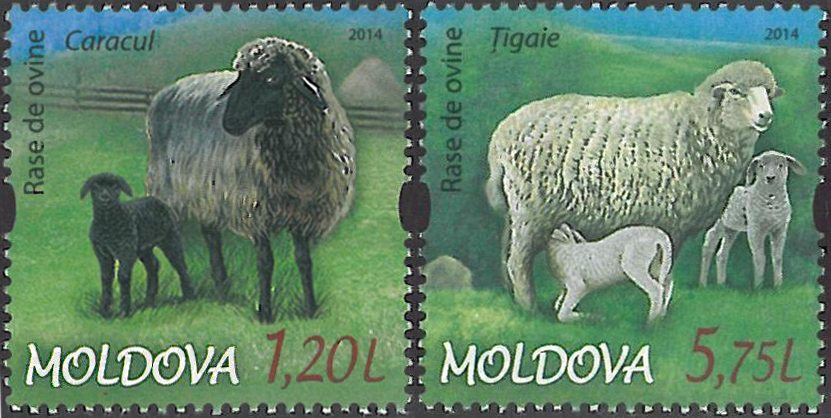 Sheep breeding – new theme of Moldavian stamp