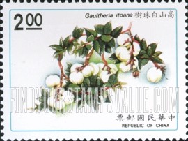 FindYourStampsValue: Native Plants: Gaultheria itoana - 台湾植物: 高山白珠树