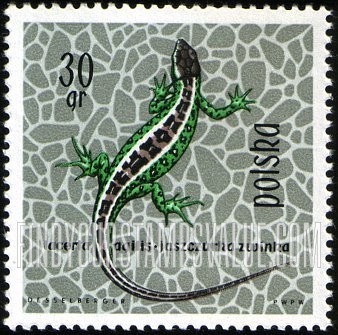 FindYourStampsValue: Sand Lizard