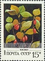 FindYourStampsValue: Russia: USSR, Wild Berries - Cornelian Cherries