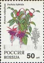 FindYourStampsValue: Russia: Russian Federation, Flowers - Fuchsia Hybrida