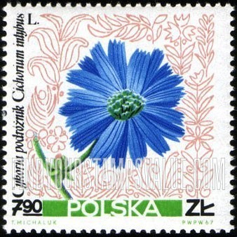 FindYourStampsValue: Flowers: Chicory