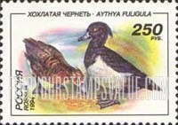 FindYourStampsValue: Russia: Russian Federation, Ducks - Aythya Fuligula