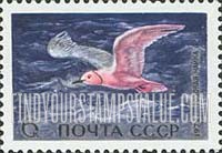 FindYourStampsValue: Russia: USSR, Waterfowl of the USSR - Ross' Gull
