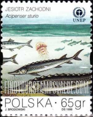 FindYourStampsValue: Protection of the Baltic Sea - Marine life: Acipenser sturio