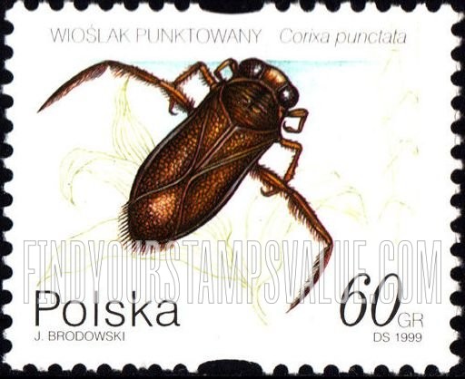 FindYourStampsValue: Insects: Corixa punctata