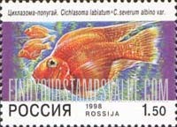 FindYourStampsValue: Russia: Russian Federation, Aquarium Fish - Cichlasoma Labiatum