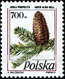 FindYourStampsValue: Pinecones: Abies alba