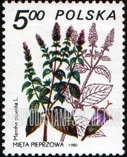 FindYourStampsValue: Medicinal plants: Mentha piperita