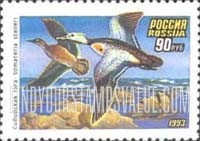 FindYourStampsValue: Russia: Russian Federation, Ducks - Somateria Stelleri