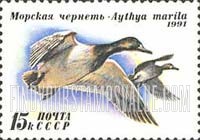FindYourStampsValue: Russia: USSR, Ducks - Aythya Marila