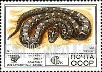 FindYourStampsValue: Russia: USSR, Protected Fauna - Carpet Viper