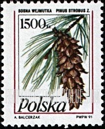 FindYourStampsValue: Pinecones: Pinus strobus