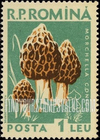 FindYourStampsValue: Mushrooms: Morchella conica