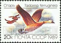 FindYourStampsValue: Russia: USSR, Ducks - Tadorna Ferruginea