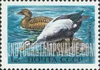 FindYourStampsValue: Russia: USSR, Waterfowl of the USSR - Spectacled Eiders