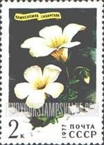 FindYourStampsValue: Russia: USSR, Siberian Flowers - Saxifraga Sibirica