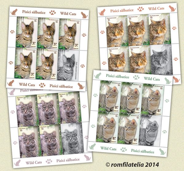 Wild cats of Romania – dangerous and beautiful