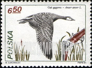 FindYourStampsValue: Greylag goose, horizontal