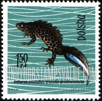 FindYourStampsValue: Crested newt