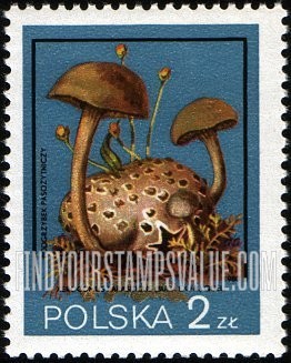 FindYourStampsValue: Xerocomus Parasiticus