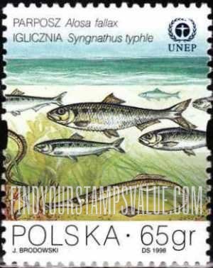 FindYourStampsValue: Protection of the Baltic Sea - Marine life: Alosa fallax, syngnathus typhle