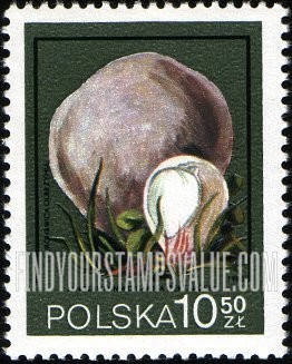 FindYourStampsValue: Langermannia gigantea
