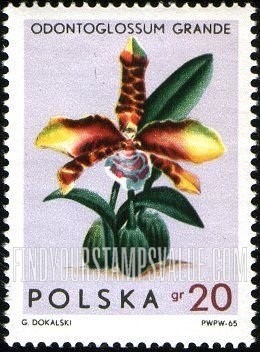 FindYourStampsValue: Orchids: Odontoglossum Grande
