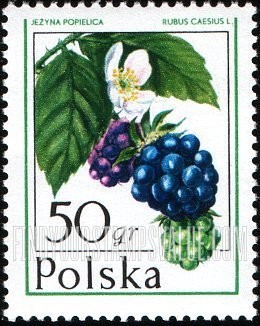 FindYourStampsValue: Forest Fruits: Dewberry