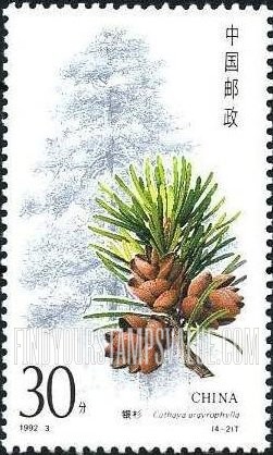 FindYourStampsValue: Conifers: Cathaya argyrophylla - 杉树: 银 杉