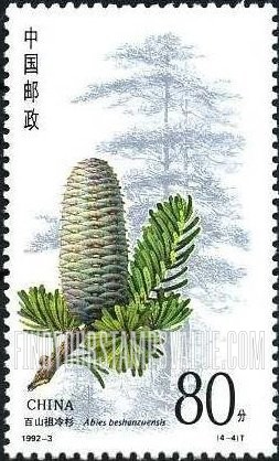 FindYourStampsValue: Conifers: Abies beshanzuensis - 杉树: 百山祖冷杉