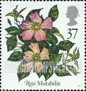 FindYourStampsValue: Great Britain (United Kingdom): Roses - Rosa Mutabilis