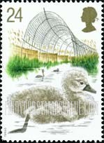 FindYourStampsValue: Great Britain (United Kingdom): Mute Swans - Cygnet, Reed Bed, Abbotsbury Swannery