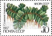FindYourStampsValue: Russia: USSR, Ferns - Salvinia Natans