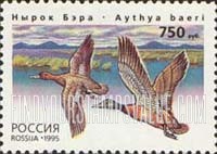 FindYourStampsValue: Russia: Russian Federation, Ducks - Aythya Baeri